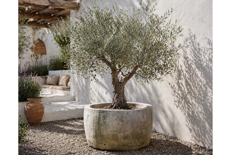antieke planter